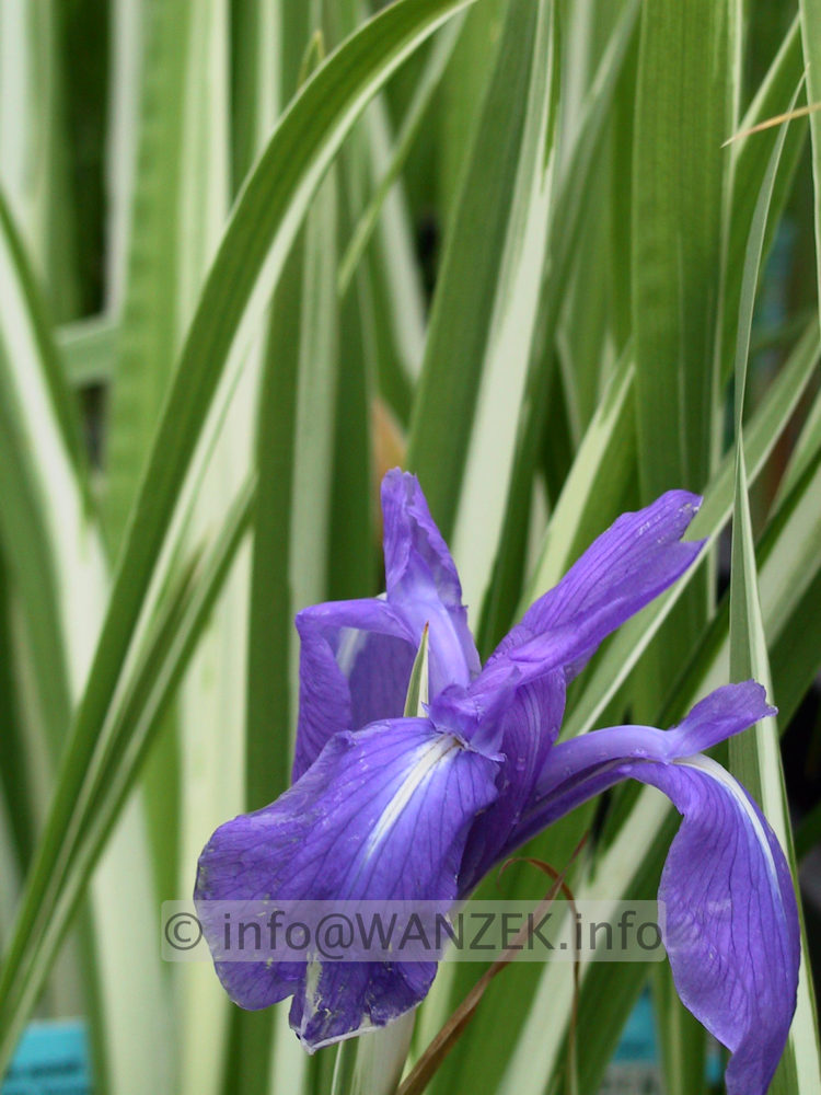 Iris laevigata Variegata 03.JPG